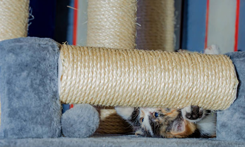 Linka sizal (drapak)